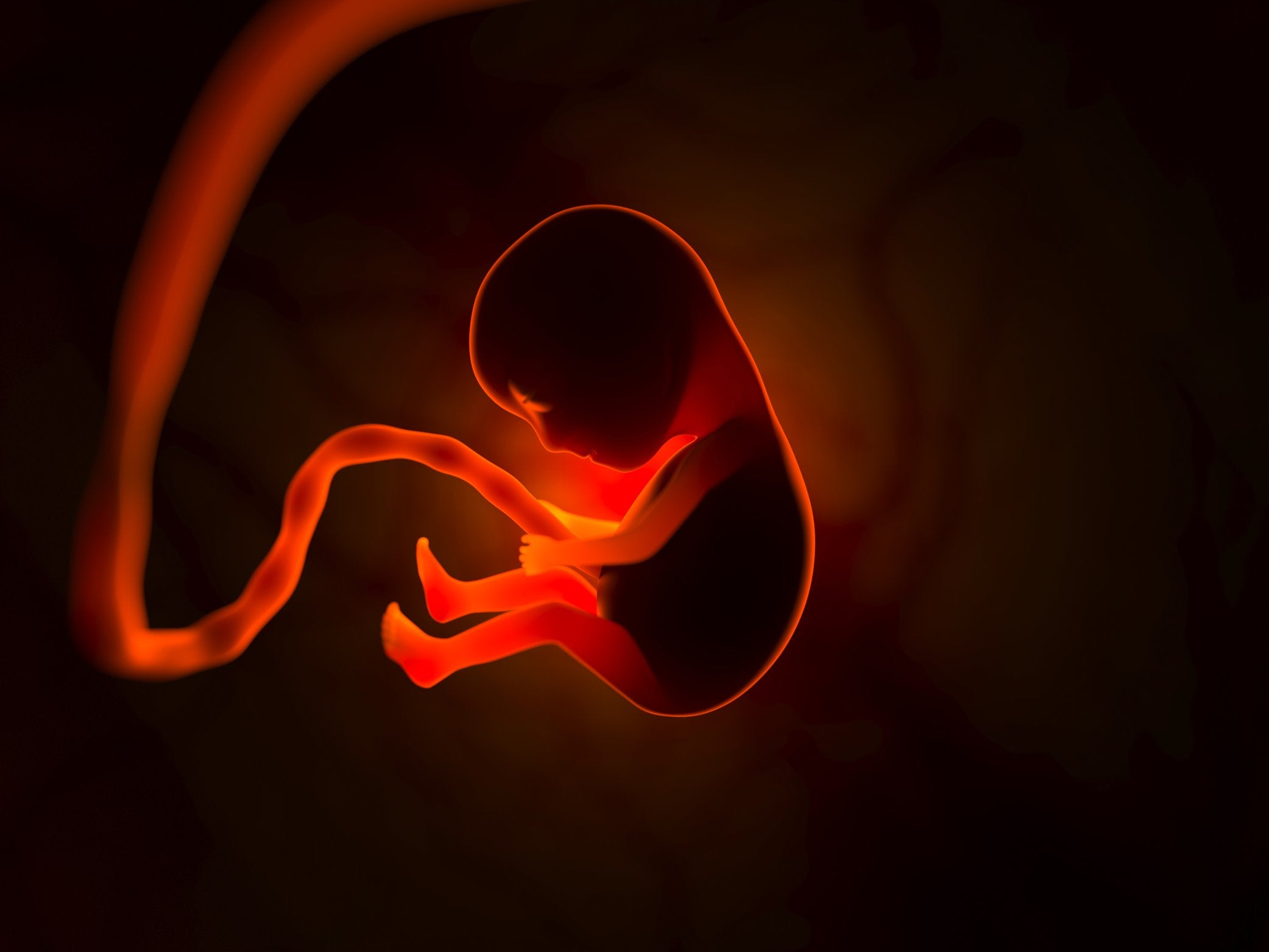 Human Fertilisation and Embryology Authority role