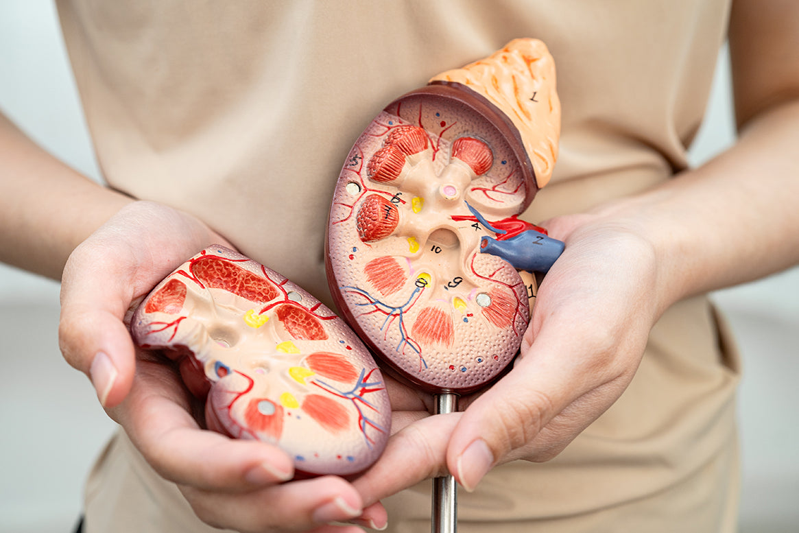 Urology Awareness Month 2025 - The Mandatory Training Group UK -