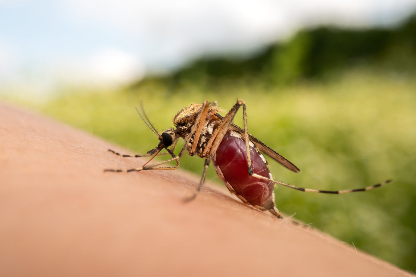 World Malaria Day 2025 - The Mandatory Training Group UK -